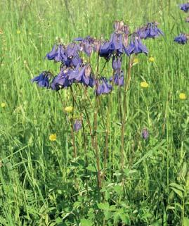 1. 1995. Celková výměra: 1,3657 ha. Významná orchidejová louka s výskytem ohrožených druhů rostlin a živočichů, krajinářsky hodnotné území.