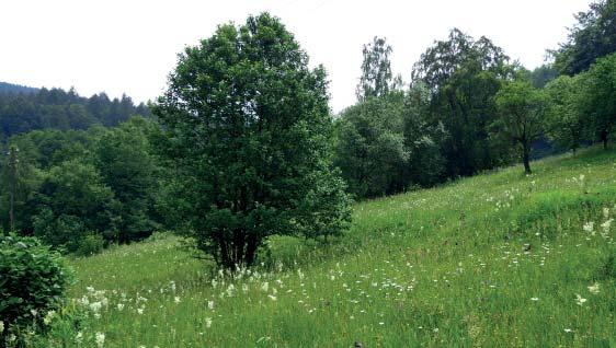 (LA) Přírodní památka Grun Přírodní památka Grun chrání mezofilní až mokřadní louky a pastviny se starým ovocným sadem ve střední části Bílých Karpat.