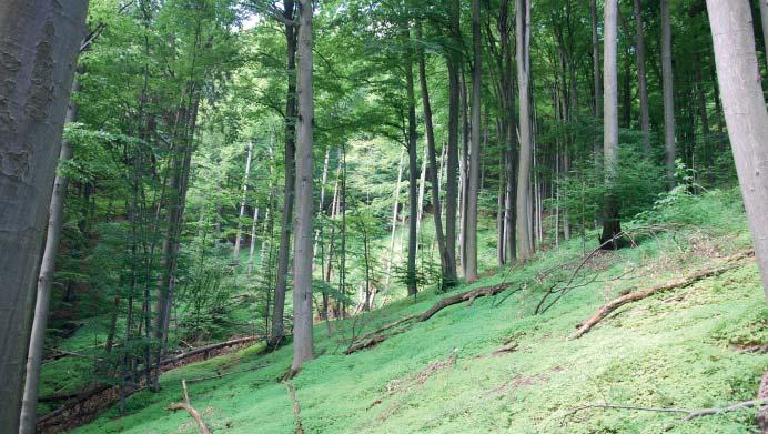 (BJ) Přírodní rezervace Hladké Přírodní rezervace Hladké představuje původní listnaté porosty Bílých Karpat s přestárlou bučinou v masivu Velkého Lopeníka.