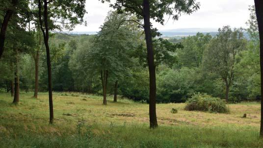 (BJ) Přírodní rezervace Horní louky Přírodní rezervace Horní louky je situována na severním svahu Studeného vrchu (646,4 m n. m.) v Lopenické hornatině.