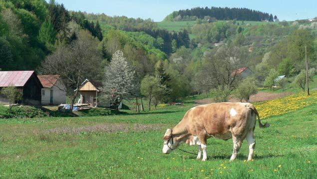 (JWJ) Přírodní památka Chmelinec Přírodní památka Chmelinec představuje mokřadní louku v údolnici potoka Drietomice.