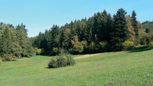 (OK) Přírodní rezervace Javorůvky Přírodní rezervaci Javorůvky tvoří svažitá louka z větší části obklopená lesními porosty, s bohatou rozptýlenou zelení.