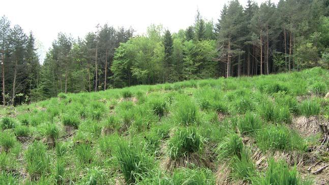 (JWJ) Přírodní památka Kalábová 2 Přírodní památka Kalábová 2 reprezentuje zbytek pěnovcového mokřadu s cennou mokřadní vegetací.