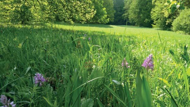 (DT) Přírodní rezervace Lazy Přírodní rezervaci Lazy tvoří květnaté bělokarpatské louky s prameništi, mokřady a lesními porosty v rozsáhlém komplexu luk a pastvin na severovýchodně exponovaném pravém