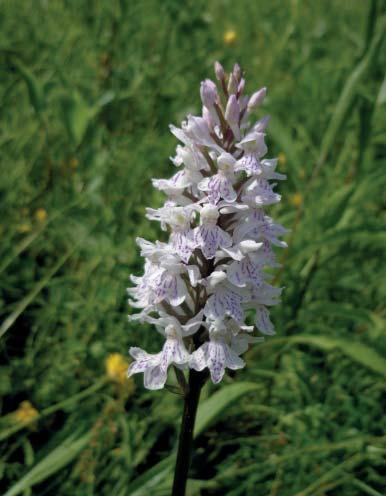 Katastrální území Bylnice, CHKO Bílé Karpaty. Vyhlášeno 12. 7.1984. Celková výměra: 3,1218 ha. Botanicky velmi bohaté území je tvořeno společenstvy květnatých travních porostů a lučních mokřadů.