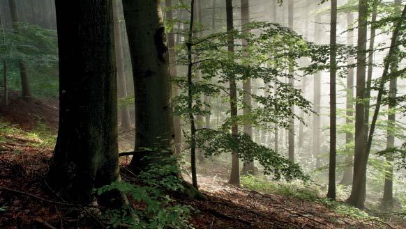(KL) Přírodní památka Okrouhlá Přírodní památka Okrouhlá představuje přírodě blízké lesní porosty v severní části Bílých Karpat.