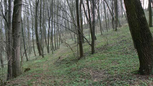 (OK) Přírodní památka Pod Vrchy Přírodní památka Pod Vrchy představuje smíšený les na severovýchodním svahu kóty Vrchy (461 m n. m.) na pravém údolním svahu Vláry.