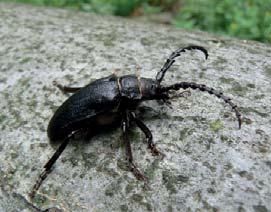 n. m. Větší z obou částí (4,89 ha) se nachází asi 1,5 km severně od osady Vápenky v nadmořské výšce 560 610 m, druhá, podstatně menší (0,45 ha), leží asi 400 m jihojihozápadně, pod kótou 650,6 m n. m., v nadmořské výšce 635 645 m a přímo sousedí s NPR Porážky.