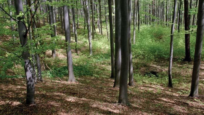 Přírodní památka Vápenky Přírodní památka Vápenky představuje dubobukový lesní porost v jižní části Bílých Karpat.