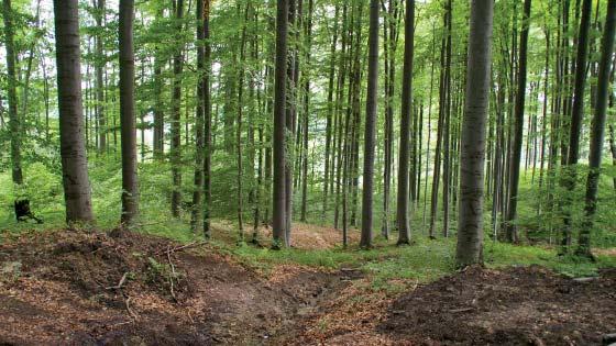 (TS) Přírodní památka Bernátka Přírodní památka Bernátka představuje lesní porost charakteru květnaté bučiny.