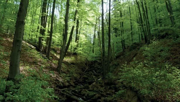 (PP) Přírodní památka Bludný Přírodní památka Bludný představuje prudké severozápadní až severovýchodní svahy vrcholu Bludný (637 m n. m.) v centrální části Hostýnských vrchů (okrsek Rusavská hornatina).