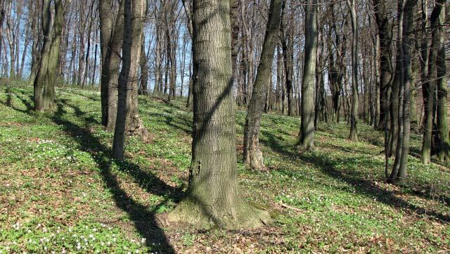 (TS) Přírodní památka Dubina Přírodní památka Dubina představuje zbytek původní karpatské dubohabřiny s charakteristickým bylinným podrostem.