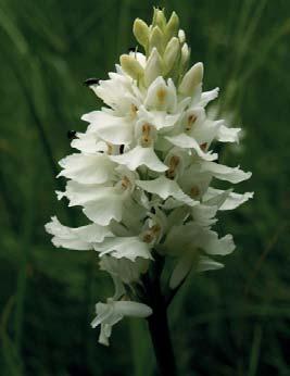 a Skalný (708,8 m n. m.).