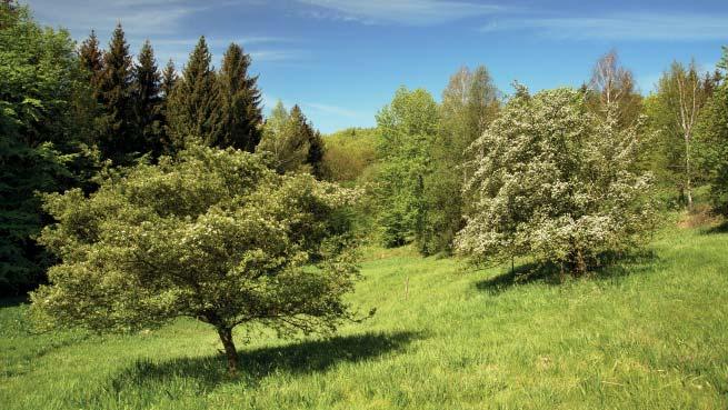 (MG) Přírodní památka Na Jančích Jedná se o přirozenou podhorskou louku s prameništi a karpatskou květenou, která se nachází uprostřed lesního komplexu na západním svahu vrcholu Goralica (716 m n. m.). Částí území prochází lesní cesta s vyznačenou turistickou trasou.