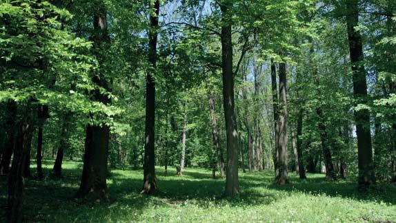 (MG) Přírodní památka Obora Přírodní památka Obora se nachází asi 3 km jižně od Kroměříže na mírném zalesněném svahu stejnojmenného kopce Obora, na jeho severní straně.