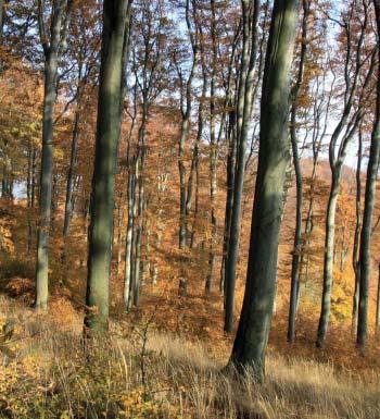 Jedná se o typická lesní společenstva květnatých bučin v Chřibech se zástupci dřevin původních karpatských lesů. Ve skalním výchozu těsně pod vrcholem Ocásku je drobná puklinová jeskyně.