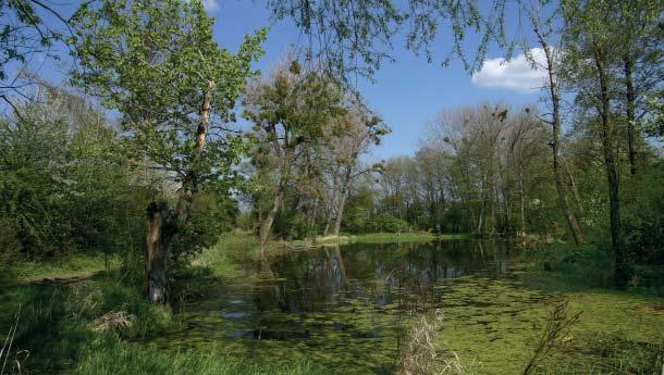 (ZP) Přírodní památka Stonáč Přírodní památku Stonáč tvoří mokřadní stanoviště v nivě stejnojmenného potoka, lemovaného hlavatými vrbami s původními hanáckými tůněmi.