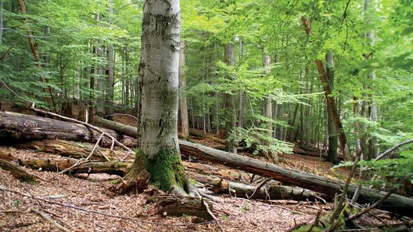 (TS) Přírodní rezervace Tesák Lokalita leží v hřebenové části Hostýnských vrchů mezi vrcholem Čerňava a Ožiňák.
