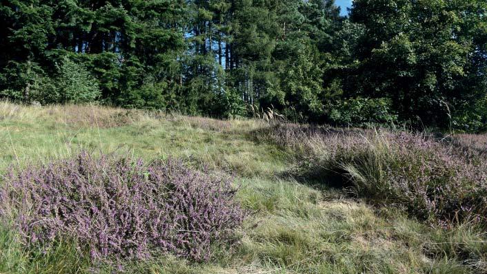 (ID) Přírodní památka Vřesoviště Bílová Přírodní památka se nachází 2 km východně od obce Rajnochovice a 1,7 km západně od obce Lázy, mezi vrcholy Klínec (668 m n. m.) a Kříbec (657 m n. m.). Zaujímá severní okraj větší luční enklávy v souvislém lesním porostu.