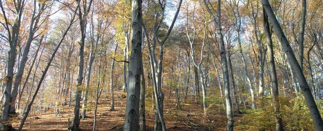 (PS) Přírodní památka Barborka Stará dubová bučina na jižním svahu kopce Modla (Barborka), nachází se v nadmořské výšce 410 510 m, asi 0,5 km severovýchodně od hradu Buchlova v centrální části