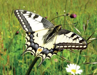 Převážně je tvořena 30 až 40 cm velkými ostrohrannými úlomky nazelenale šedého amfibolického bazaltického andezitu. Přítomny jsou i úlomky porcelanitů a tmavě šedých jílovců.