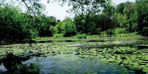 (PS) Přírodní rezervace Kanada Odstavené rameno řeky Moravy, asi 1,3 km západně od obce Kněžpole. Nachází se v nadmořské výšce 180 m v Dolnomoravském úvalu, v tzv.