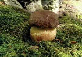 V areálu Chřibů jde o ojedinělý typ zakrslé kyselé bučiny na pískovcovém skalním podloží. Geologickým podkladem jsou paleogenní usazeniny račanské jednotky magurského flyše.
