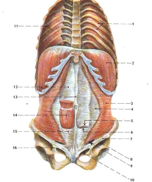 Bránice inervace, tvar septum transversum sestup n.