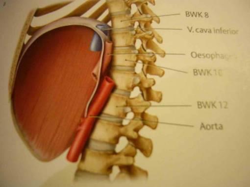 Úroveň průchodů bránicí foramen venae cavae