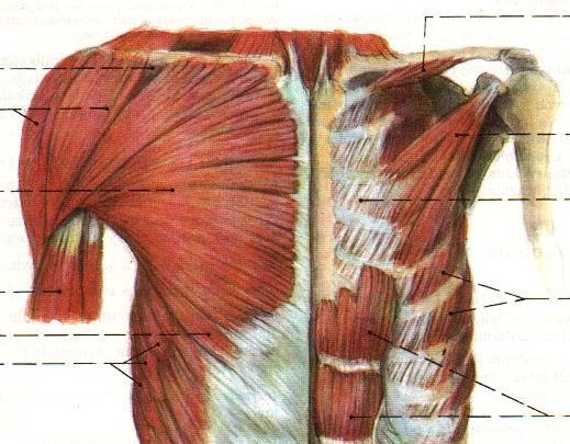 Torakohumerální svaly m.