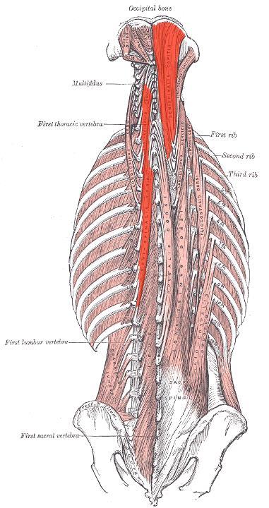 MM. TRANSVERSOSPINALES M.