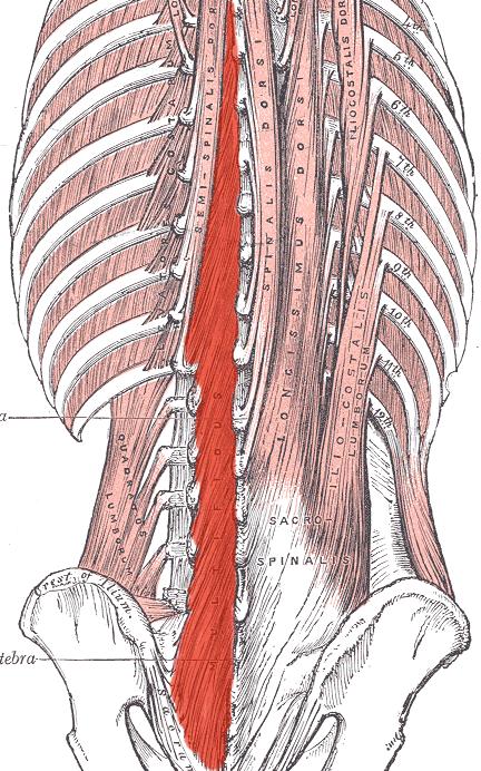 MM. TRANSVERSOSPINALES MM.