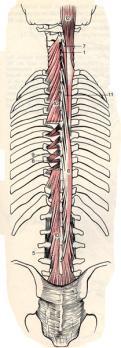 MM. TRANSVERSOSPINALES MM.