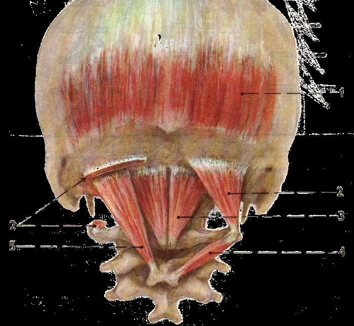 Hluboké šíjové svaly (Subokcipitální svaly) m.