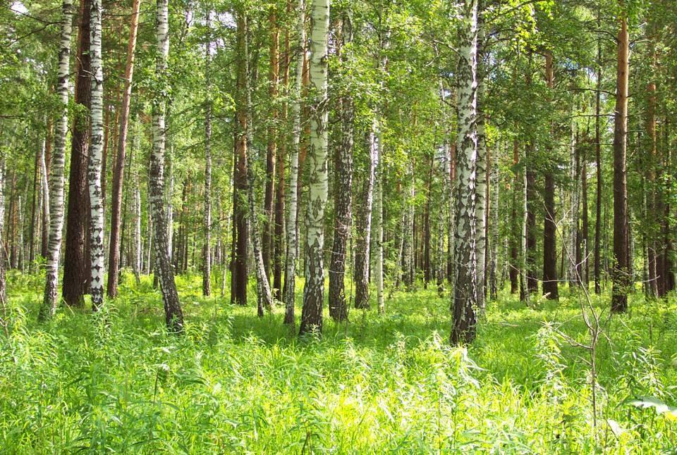 Starší holocén (11 500 9 000 BP) Starší holocén ve střední Evropě: vývoj živé přírody - ústup glaciálních