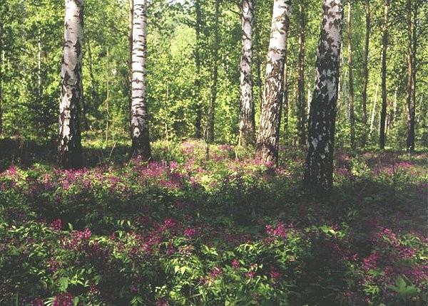 druhově bohatých hemiboreálních lesů s borovicí lesní a břízou bělokorou - v podrostu zřejmě směs