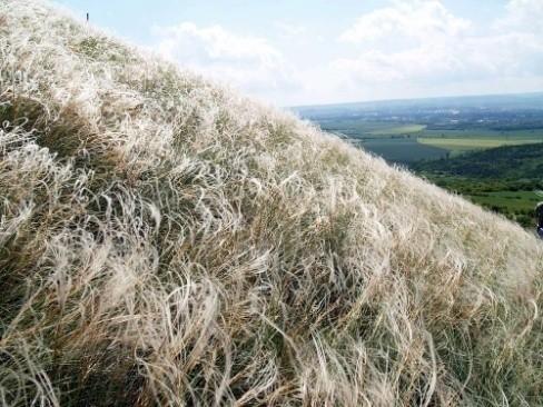 Starší holocén (11 500 9 000 BP) Starší holocén ve střední Evropě: vývoj živé přírody - v teplejších a sušších