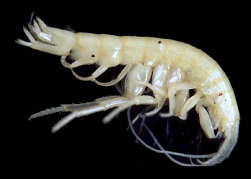 Malacostraca, CRUSTACEA AMPHIPODA (různonožci) tělo většinou laterálně zploštělé hrudní nožky 2. a 3.