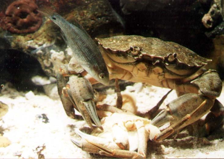 Decapoda, Malacostraca, CRUSTACEA BRACHYURA (krabi) typičtí krabi zkrácený trojúhelníkovitý zadeček, zahnutý pod hlavohruď zadečkové končetiny redukované většinou mořští, ale i