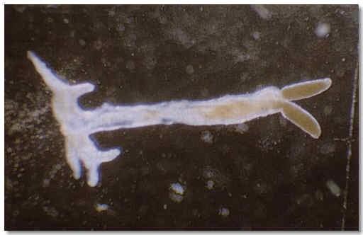 Copepoda, CRUSTACEA COPEPODA (klanonožci) přes 10 000 druhů tělo válcovité nebo kyjovité 1-2 mm (parazité větší) bez dýchacích orgánů a cévní soustavy pohyb pomocí