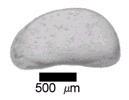 Ostracoda, CRUSTACEA OSTRACODA (lasturnatky) několik mm velcí u nás cca 100 druhů, celkem známo 5