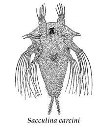 hostitele přisedá jako cyprisová larva prorůstá hostitele sítí trubiček