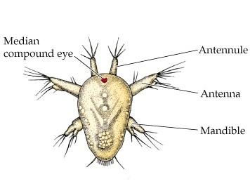 CRUSTACEA rozmnožování: gonochoristé, někdy partenogenetické larvy. Vývoj přímý nebo přes larvu. Nauplius s naupliovým očkem a 3 páry končetin: antenuly, anteny a mandibuly.