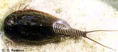 Branchiopoda, CRUSTACEA BRANCHIOPODA (žábronožci) drobní sladkovodní