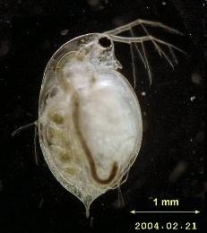 furkou extrémní biotopy - periodické tůně, slané vody larva