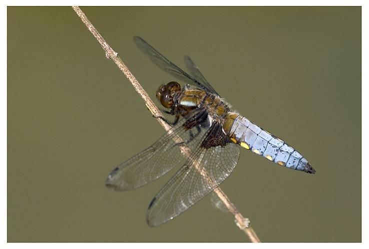 Schenková Odonata vážky: Zygoptera a Anisoptera imaga