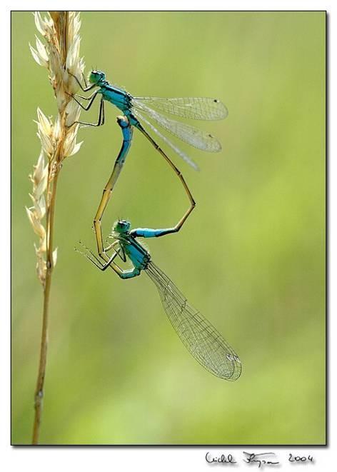 larvy se 3 lístkovitými přívěsky na zadečku Calopteryx