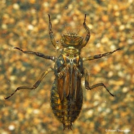 sp. lapací maska larvy Anisoptera šídla zadní pár křídel s