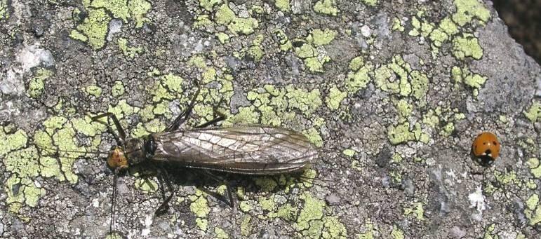 Neoptera novokřídlí Plecoptera pošvatky křídla