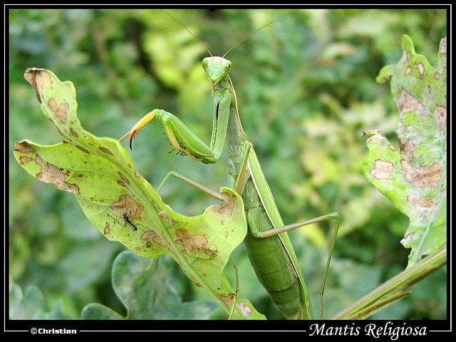 Mantodea kudlanky tropy a subtropy, predátoři první pár končetin lapací hlava na prodloužené předohrudi ústní ústrojí kousací Mantis religiosa kudlanka nábožná jižní Morava Orthoptera rovnokřídlí: